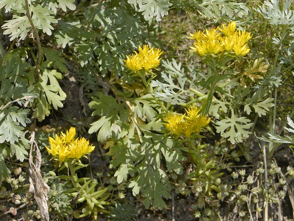 Gialli fiori alpini - Sedum cfr. rupestre